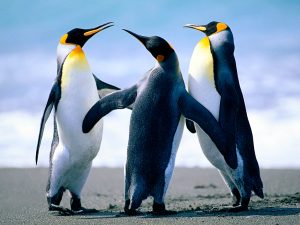 Penguins https://lifeemusic.com/wp-content/uploads/2024/12/Penguins.jpg